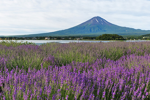 Tourist Information on Lake Kawaguchi