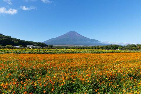 Yamanakako Hananomiyako Flower Park